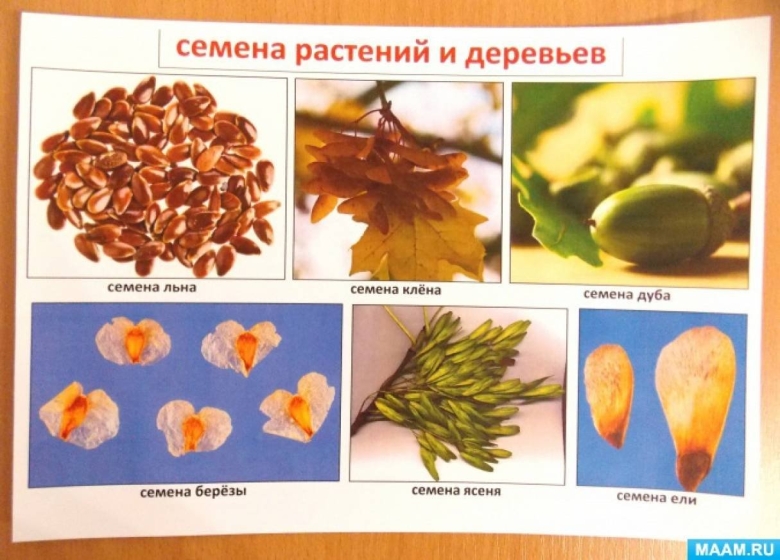 Как выглядят семена ясеня