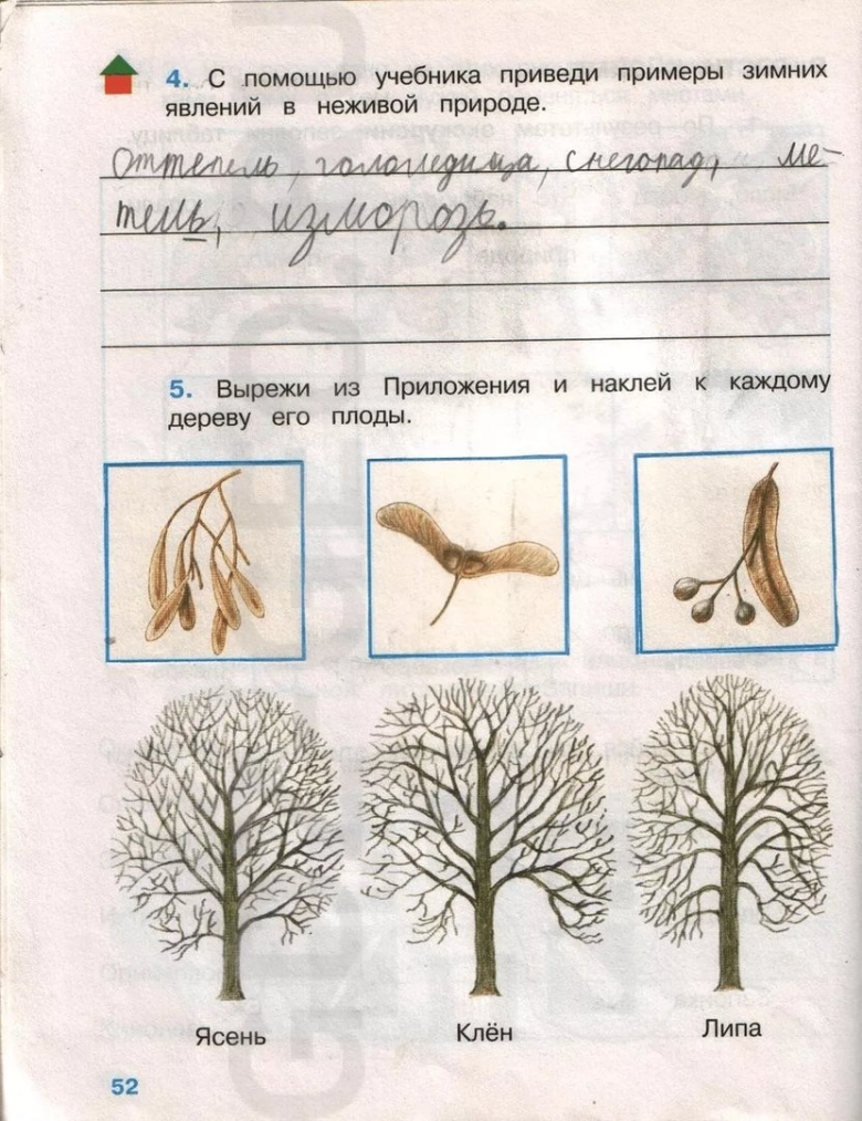 Ясень клен липа плоды