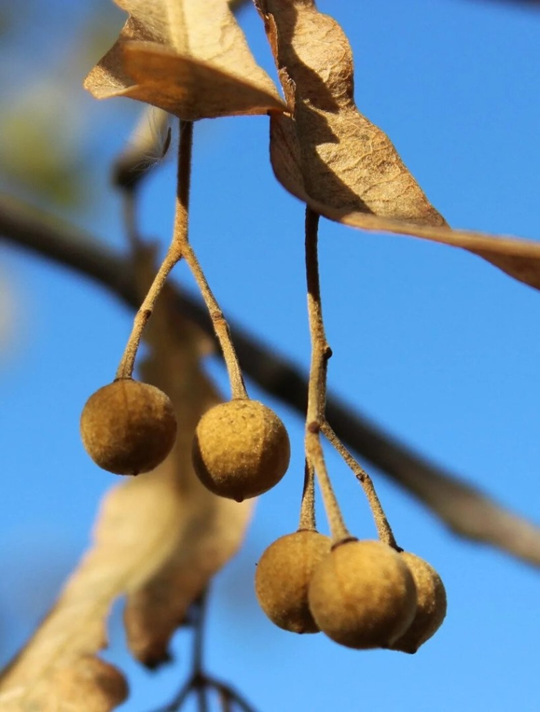 Липа крупнолистная плоды