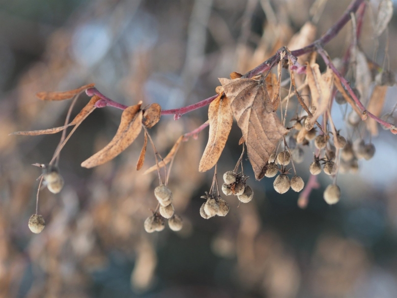 Липа дерево семена