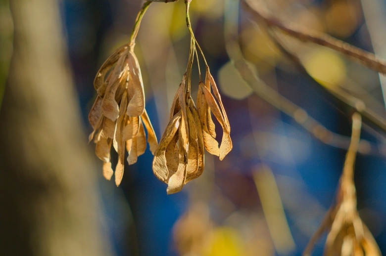 Ясень обыкновенный Крылатки