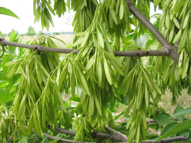 Ясень пенсильванский Fraxinus pennsylvanica