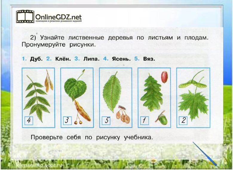 Плоды деревьев окружающий мир класс