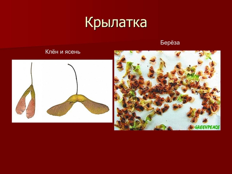 Семена Крылатки клена
