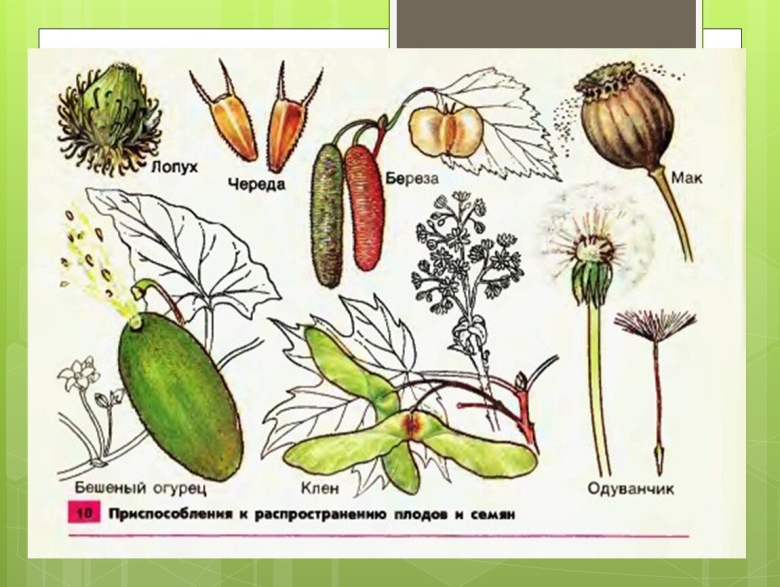 Способы распространения плодов растений