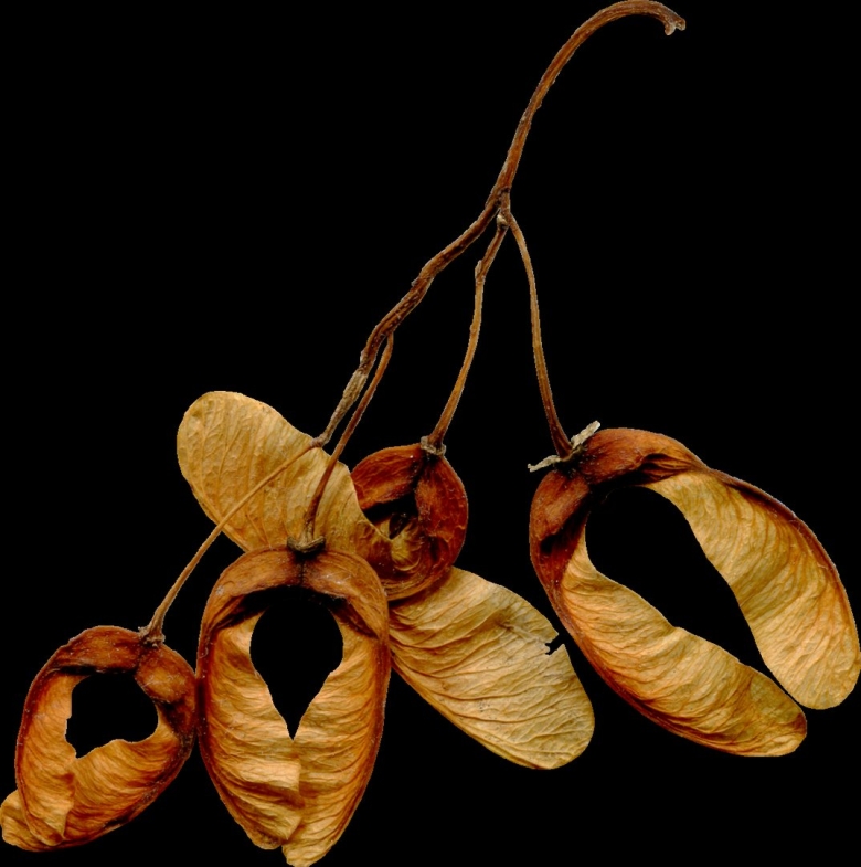 Семена Крылатки ясеня