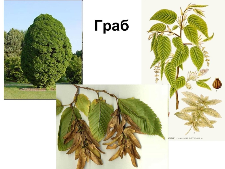 Граб обыкновенный Carpinus betulus