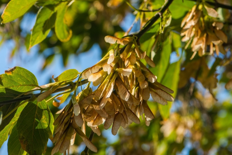 Клён ясенелистный вертолетики