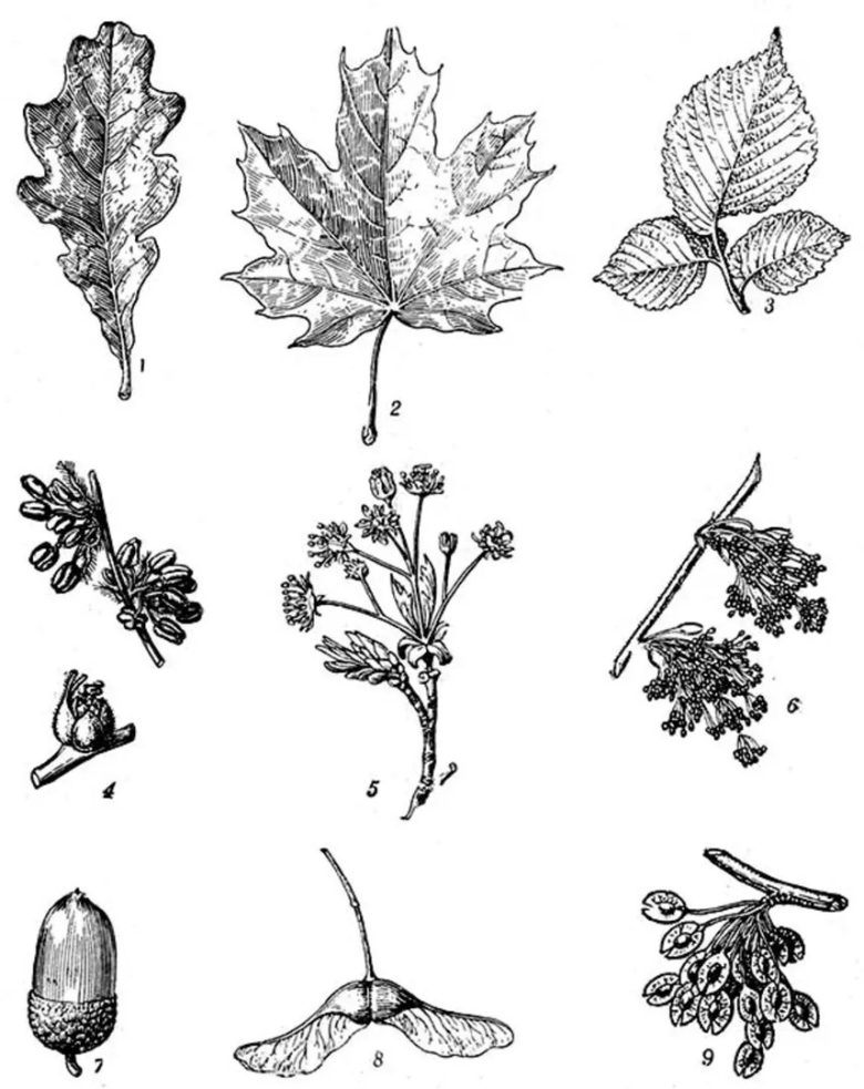 Семена липы клена и ясеня