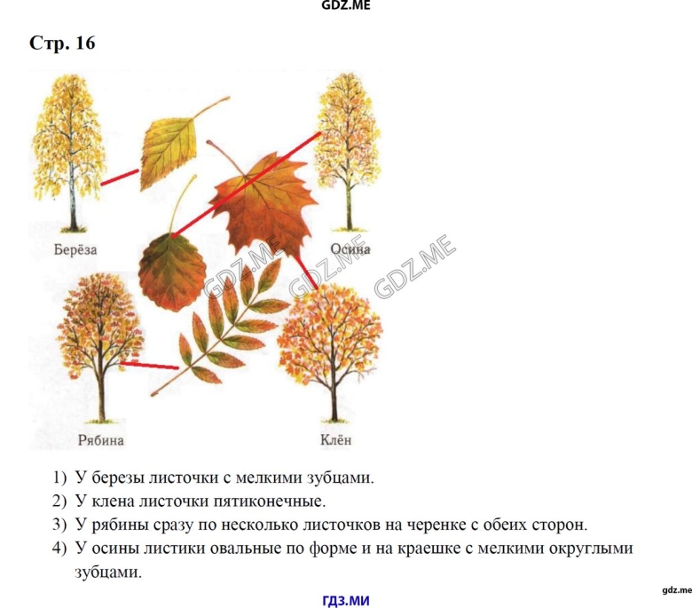 Листья дуба березы рябины клена осины