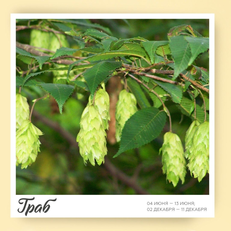 Граб обыкновенный листья