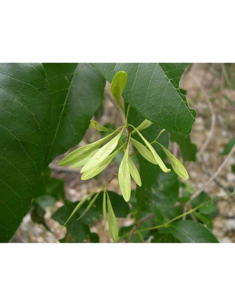 Ясень пенсильванский Fraxinus pennsylvanica