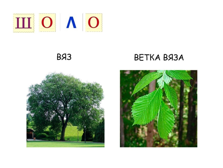 Клен ясень вяз