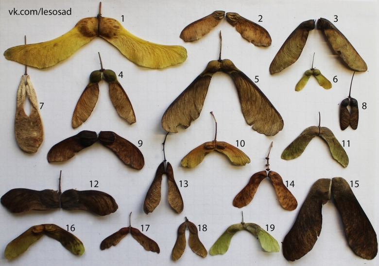 Крылатки – семена клена и ясеня