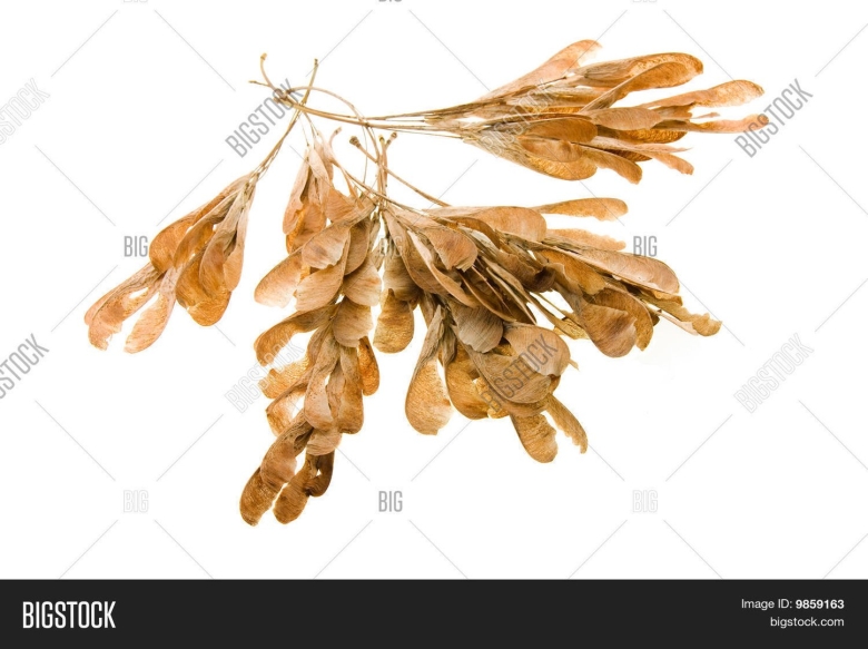 Семена Крылатки ясеня