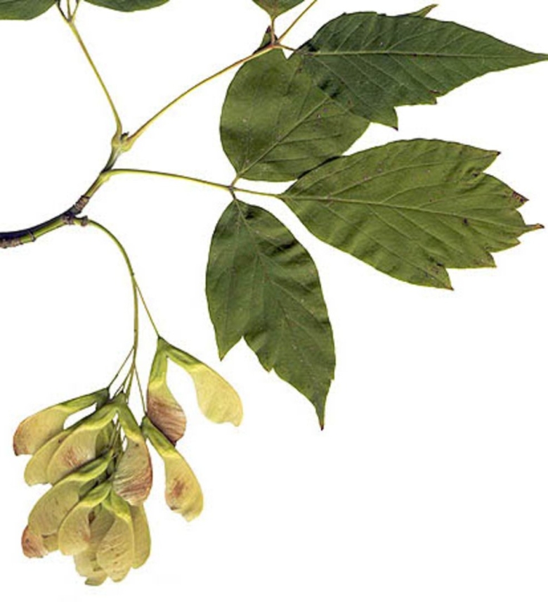 Клен ясенелистный семена и листья