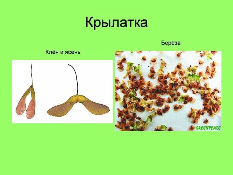 Плоды ясеня клена и липы