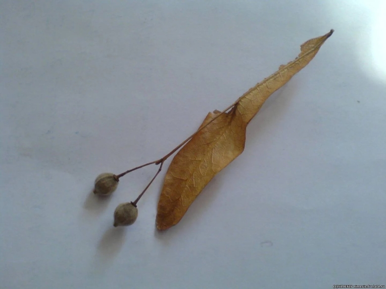 Семена деревьев клена ясеня липы