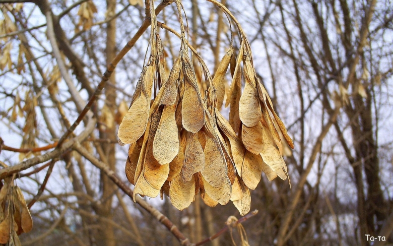Клён ясенелистный семена крылатка