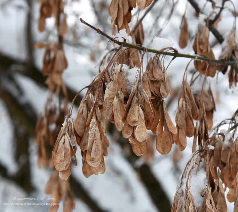 Крылатки ясеня зимой