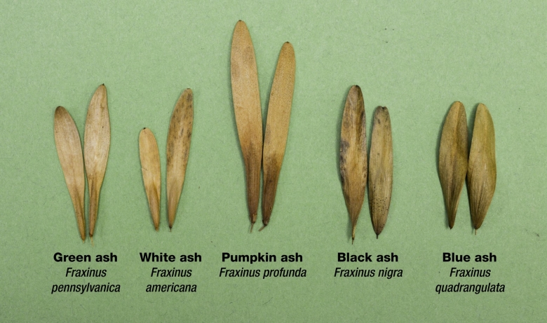 Ясень из семян