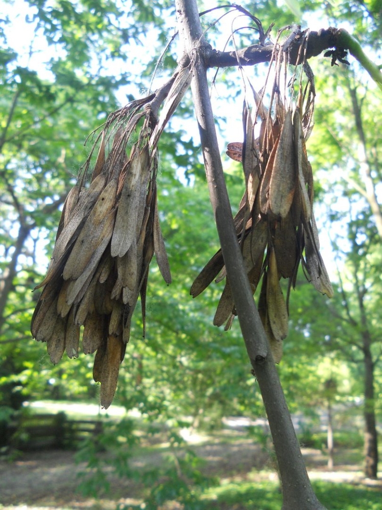 Плоды деревьев ясень клен липа