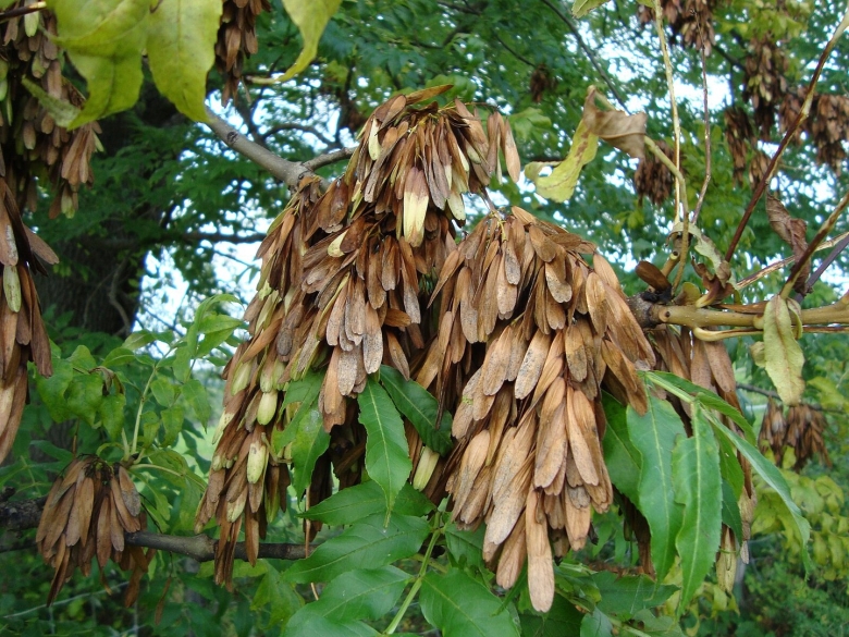 Ясень обыкновенный Fraxinus Excelsior