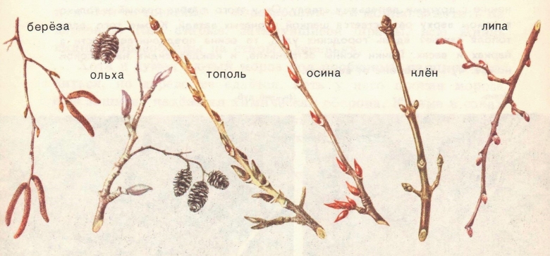 Клен ясенелистный ветка с почками