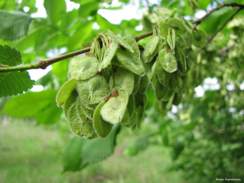 Вяз мелколистный семена