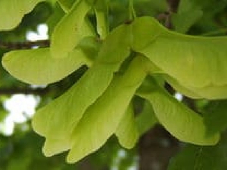 Клен остролистный семена