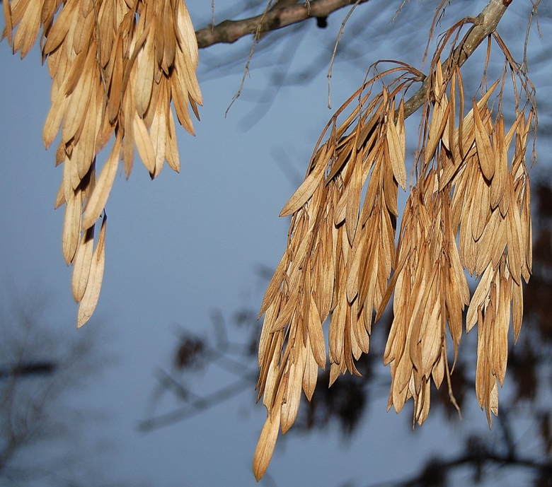 Ясень пенсильванский Fraxinus pennsylvanica