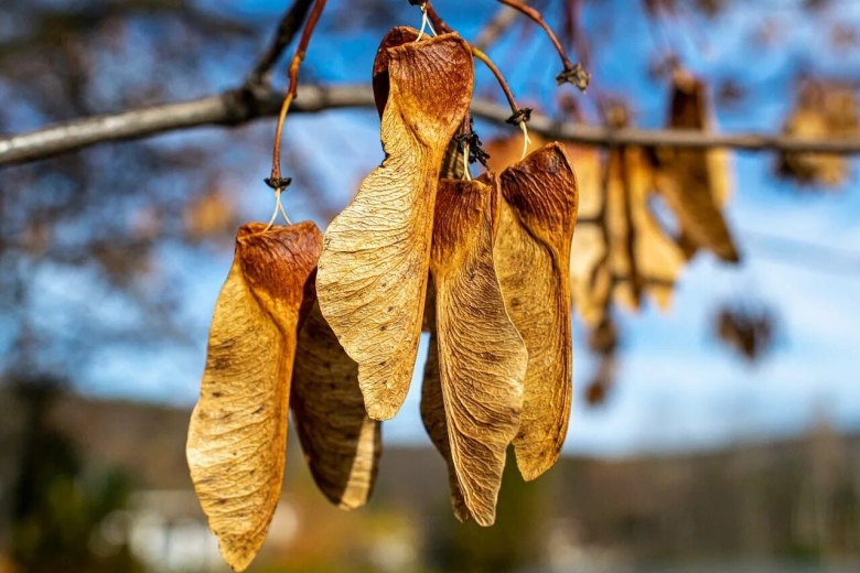 Семена Крылатки клена