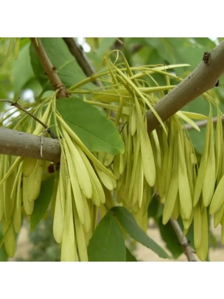 Ясень ланцетный