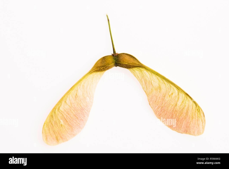 Семена Крылатки клена