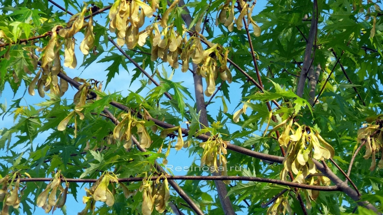 Клён ясенелистный семена крылатка