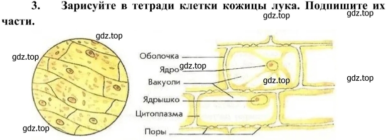 Клетка эпидермиса лука строение рисунок