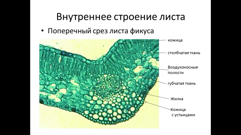 Микрофотография среза листа фикуса