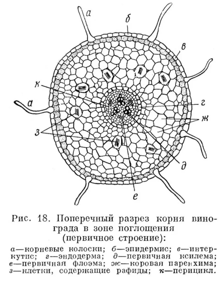 Строение корня растения поперечный срез