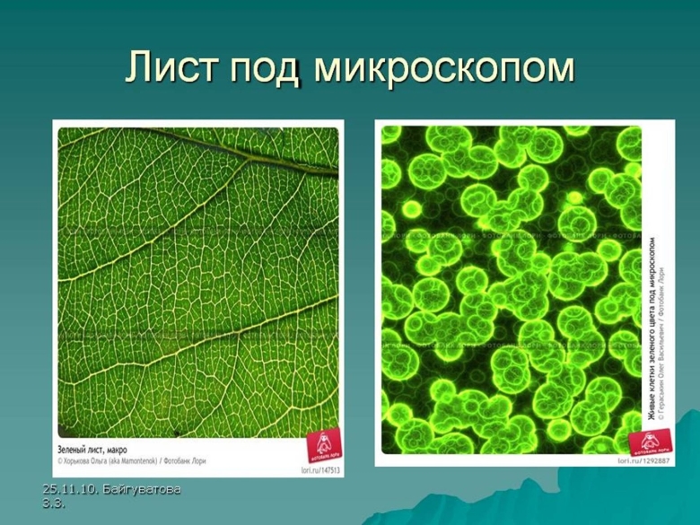 Лист растения под микроскопом