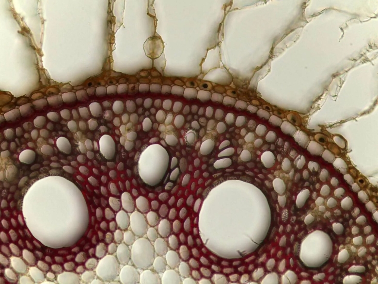 Конкурс микрофотографии Nikon small World