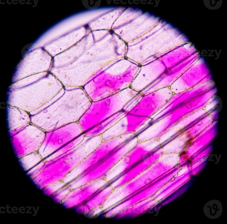 Микроскоп under Microscope