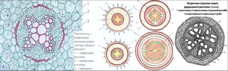 Срез корня однодольного растения
