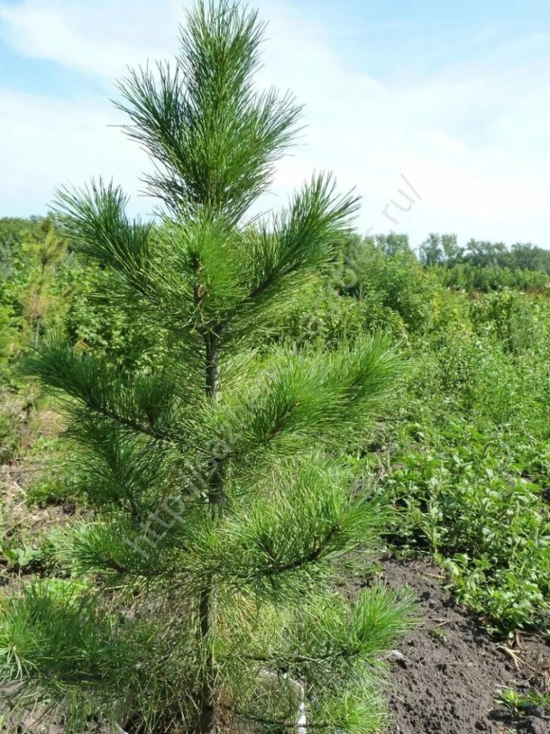 Сосна кедровая сибирская сибирский кедр сеянец