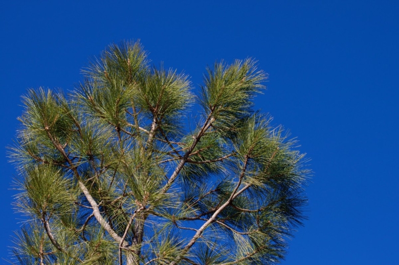 Хвойные деревья в Крыму названия
