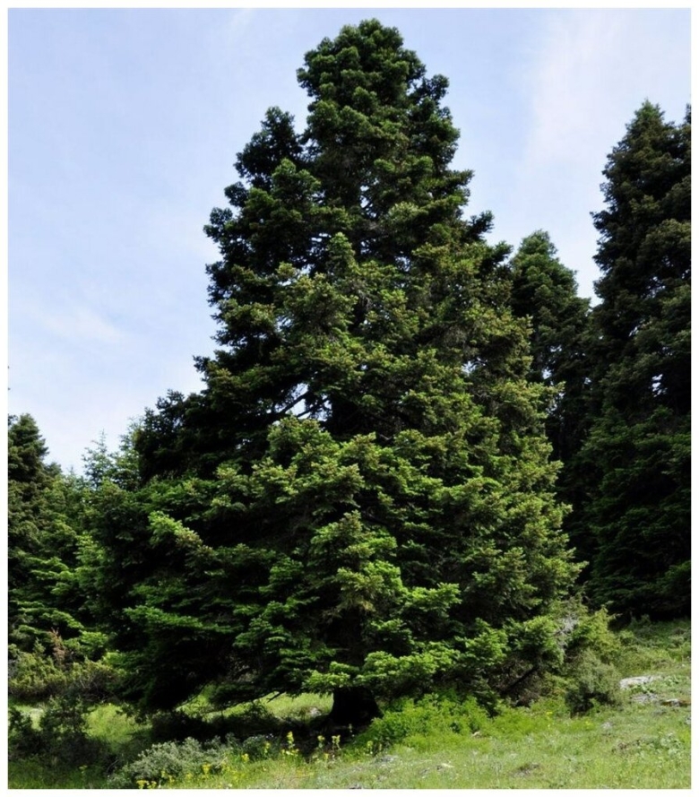 Пихта Мейерс Дварф