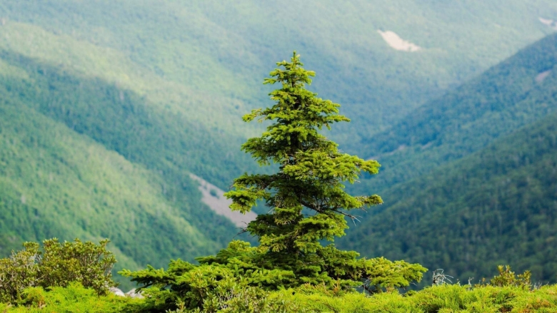 Хвойные деревья Приморского края