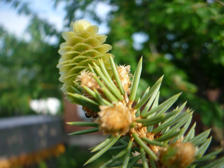 Хвойное растение с шипами