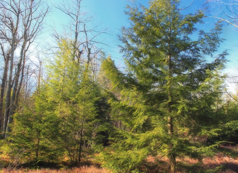 Лиственница Сибирская Тайга