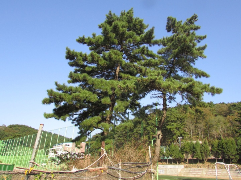 Сосна грин тауэр