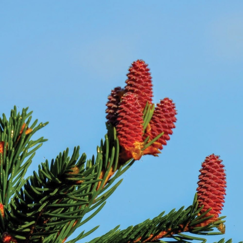 Picea pungens hoopsii